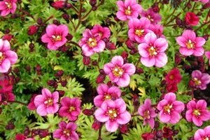 Saxifraga x arendsii ´Highlander Rose´